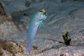   Yellow Headed Jawfish peek his eggs. eggs  
